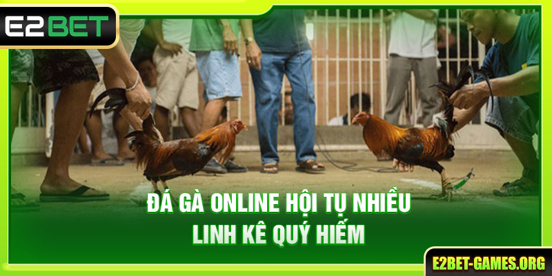 Đá Gà Trực Tuyến E2BET Hội Tụ Hơn 100+ Linh Kê Đẳng Cấp Nhất 3 Đá gà online hội tụ nhiều linh kê quý hiếm