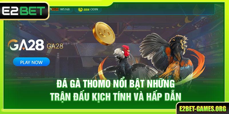 Đá gà thomo nổi bật những trận đấu kịch tính và hấp dẫn